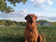 Labrador Deckrüde Foxred (Cäsar - Fried) - Essingen (Baden-Württemberg)