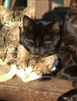 SUCHE 1 ODER 2 KATZEN ,KITTEN UMKREIS 50KM VON CB - BITE NUR UNGEIMPFT UND NICHT MIT CHEMIE BEHANDELTE - Cottbus