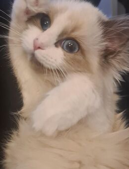 2 Heilige Birma Kitten - Hamburg