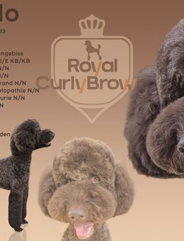 Deckrüde Großpudel mit ZTP - Uelzen