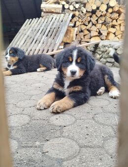 Berner Sennenhund-Welpen aus liebevoller Familienzucht - 3 Rüden suchen noch ein Zuhause - Burladingen