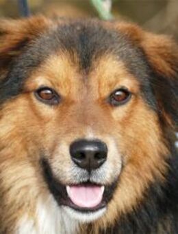 Kimchi - wartet in 96160 Geiselwind - Oberwies