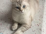 Britisch Kurzhaar weiß-grau Kater - Berlin