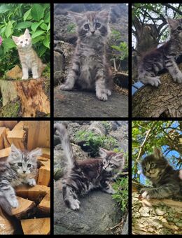 Maine Coon Kitten suchen Herzensplätze - Kiefersfelden