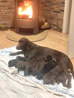 Labrador Welpen suchen zuhause - Jessen (Elster)