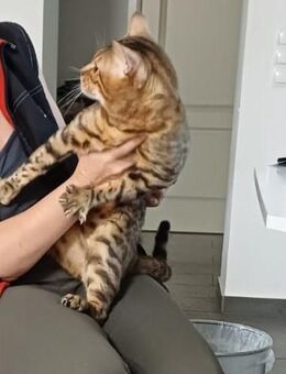 Bengal Cat (Deckkater) DIEGO - Wetzlar