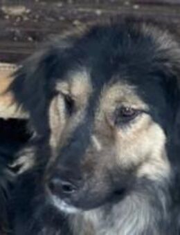 Wilson sehnt sich nach Liebe 🐾 - Elsdorf (Nordrhein-Westfalen)