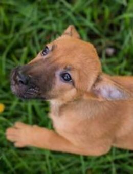 CLEO - am liebsten ganz eng dabei - Overath