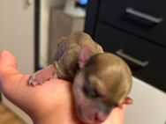 Chihuahua Welpen - Düsseldorf