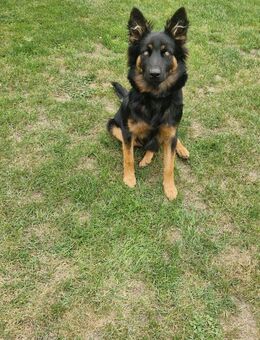 Schäferhund Mischling 7 Monate alt - Treffurt