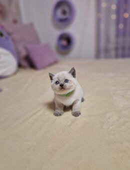 BKH Britisch Kurzhaar - Straubing