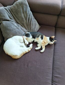 Katzen - Münchberg