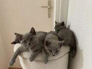 BKH Kitten suchen ein neues zu Hause - Augsburg