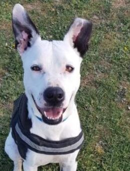 Lieber Kettenhund MUSK sucht Liebe! - Geilenkirchen