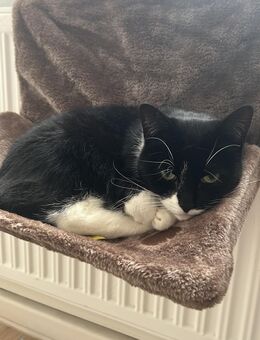 Katze abzugeben - Rostock Lütten Klein