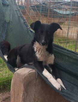 KIWI 🍀🍀🍀Sucht eine liebvolle Familie - Bad Karlshafen