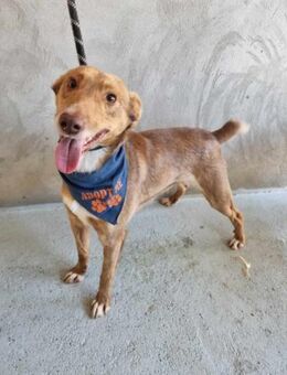 Freundlicher Rüde Titi - Eichenzell