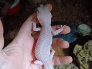 Leopardgecko - Georgsmarienhütte