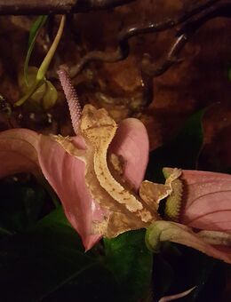 2 Kronengecko weibchen und ein Männchen zu Verkaufen. Pro Gecko 15€ - Merdingen