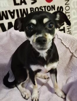 Paige 5-jährige Chihuahua sucht Herzensm - Kassel