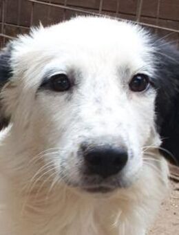 YUKI-wunderschöne Jung-Hündin, 43 cm - Rösrath