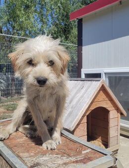 Fluffy - Familienhund sucht Körbchen - Schlitz
