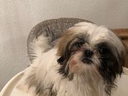 Drei zauberhafte Shih Tzu Hündinnen suchen ein liebevolles Zuhause 🐾 - Bielefeld Dalbke