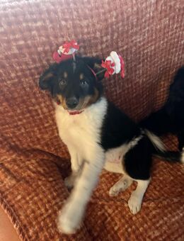 Australien Shepard Mix Welpen - Höchstadt (Aisch)