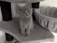 Britische kurze Haare kitten suchen eine liebevolle zu Hause - Dortmund