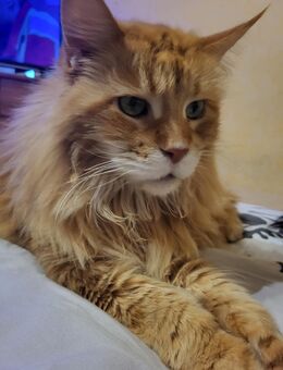 Katze verkaufe - Dortmund Hombruch