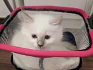 Reserviert Heilige Birma/Ragdoll Kitten - Angelbachtal