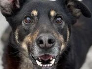 Balto sucht liebe Menschen - Neuhausen (Fildern)