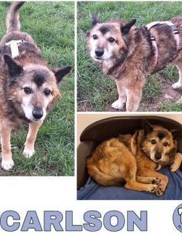 CARLSON -unkompliziert & verschmust- - Duisburg