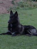 Loki sucht neues, liebevolles zuhause in 31224