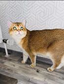 Deckkater Bkh Black Golden Shaded in 97084