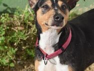 Ruhige Chispa sucht Platz auf dem Sofa - Berlin