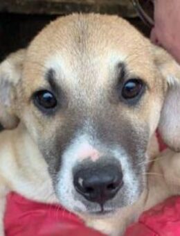 BONNIE-zuckersüße Jung-Hündin, 48 cm(w.) - Rösrath