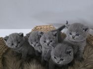 Bkh britisch kurzhaar Zuckersüße Kitten - Ahaus Zentrum