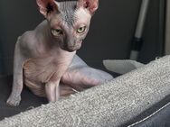 Sehr warmherzige Sphynx Katze - Berlin