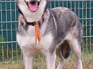 Husky - Mix - Hündin sucht neues Zuhause - Ahrensfelde