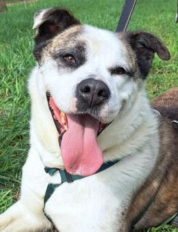 Asy Asy - Bildschöne Hundedame - Obertshausen