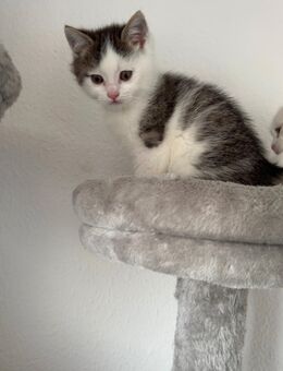 BKH Mix Kitten Schwarz Weiß - Gotha