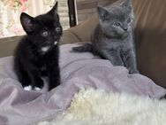 BKH Mix Kitten - Vettweiß