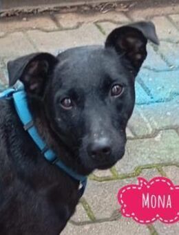 Mona eine verspielte kleine Hündin - Flörsheim-Dalsheim