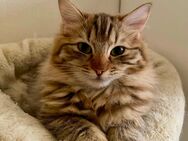 Reinrassige Ragdoll Cherubin Kitten mit Stammbaum - Dingolfing Zentrum