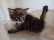 XXL Maine Coon Kitten Mädels und Jungs - Bechhofen (Bayern)
