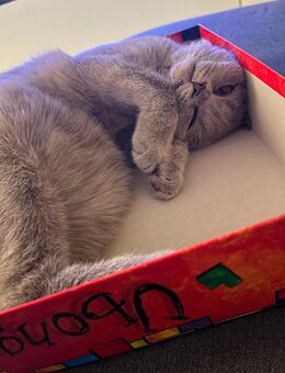 Herzenslieber Britisch-Kurzhaar-Kater sucht neues Zuhause - Berlin