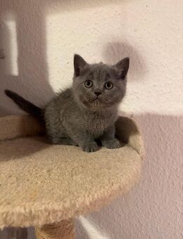 BKH kitten - Berlin