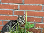 Katze wird glücklich sein, eine neue Familie zu finden - Heede (Niedersachsen)