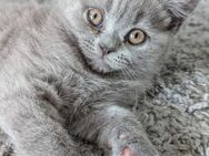 BKH Kitten Weibchen abzugeben - Duisburg